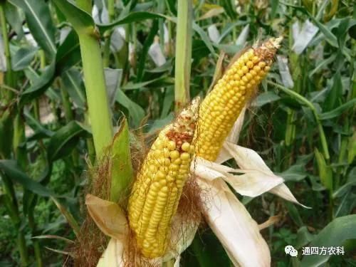 ���׶d���c�՗U��ԭ����