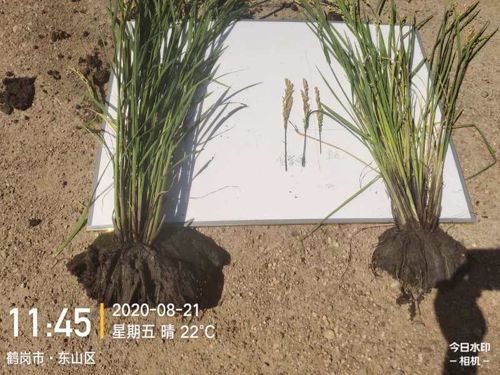 ͨ�ķ��r(n��ng)�Ƹ����;��׏ͺϷ���ˮ���ϵ�Ч�����F(xi��n)